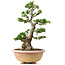 Rhododendron indicum Shinkyo, 64 cm, ± 30 jaar oud, getraind door Kobayashi Sanyo