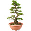 Rhododendron indicum Chiyonishiki, 66 cm, ± 30 jaar oud, getraind door Kobayashi Sanyo