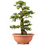 Rhododendron indicum Juko, 62 cm, ± 30 years old, trained by Kobayashi Sanyo