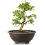 Rhododendron indicum, 39 cm, ± 30 jaar oud, getraind door Kobayashi Sanyo