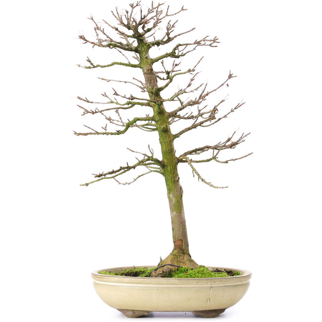 Acer buergerianum, 37 cm, ± 25 jaar oud, met een nebari van 8 cm