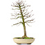 Acer buergerianum, 37 cm, ± 25 ans, avec un nebari de 8 cm
