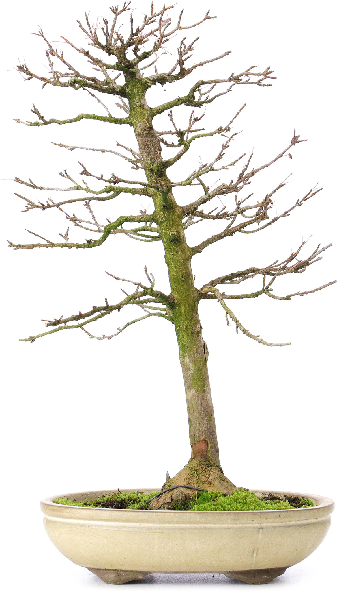 Acero Tridente (Acer Buergerianum) Pre-Bonsai 25cm - Pianta Viva Italiana