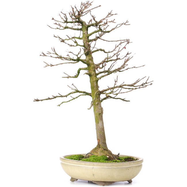 Acer buergerianum, 37 cm, ± 25 ans, avec un nebari de 8 cm