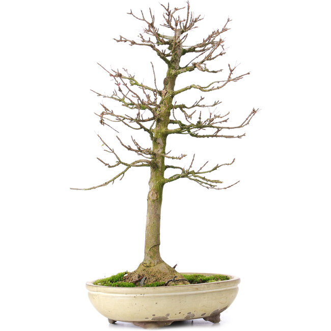 Acer buergerianum, 37 cm, ± 25 anni, con un nebari di 8 cm