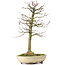 Acer buergerianum, 37 cm, ± 25 ans, avec un nebari de 8 cm