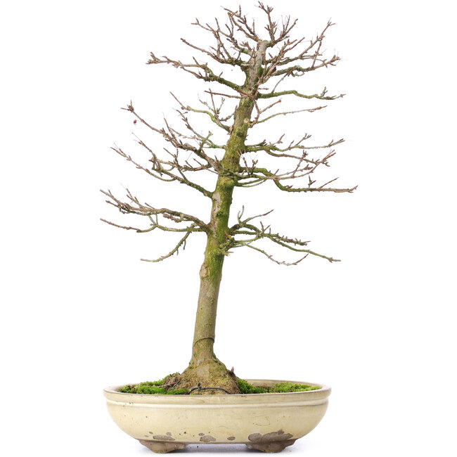 Acer buergerianum, 37 cm, ± 25 Jahre alt, mit einem Nebari von 8 cm