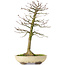 Acer buergerianum, 37 cm, ± 25 ans, avec un nebari de 8 cm