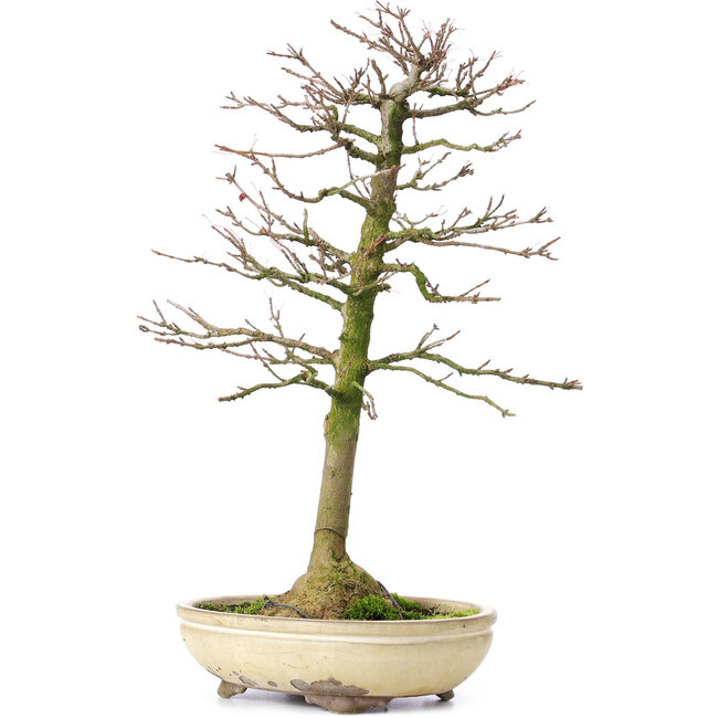 Acer buergerianum, 37 cm, ± 25 años, con un nebari de 8 cm