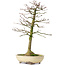 Acer buergerianum, 37 cm, ± 25 jaar oud, met een nebari van 8 cm