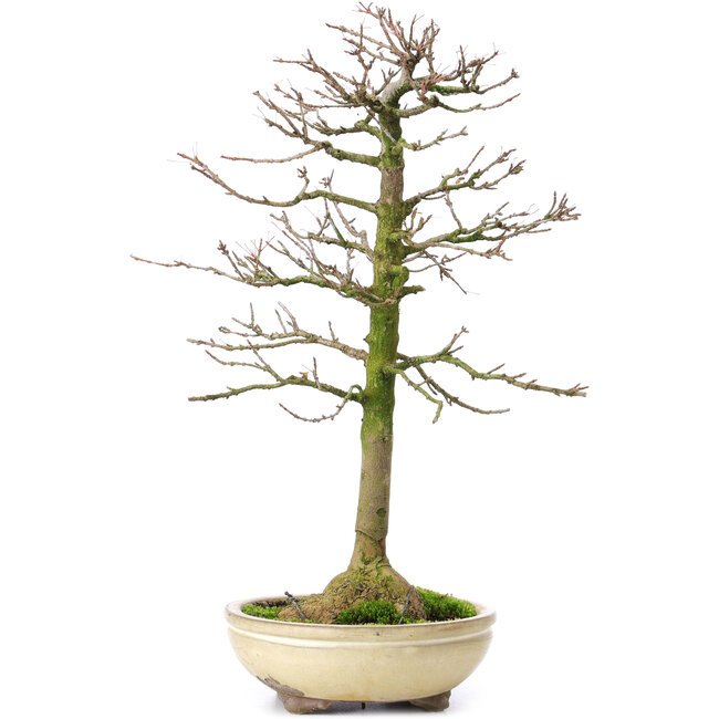 Acer buergerianum, 37 cm, ± 25 Jahre alt, mit einem Nebari von 8 cm