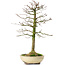 Acer buergerianum, 37 cm, ± 25 jaar oud, met een nebari van 8 cm