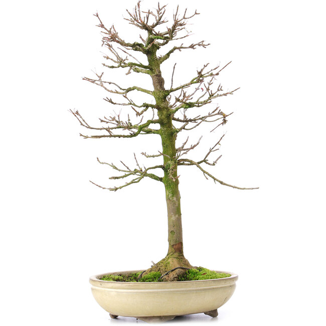 Acer buergerianum, 37 cm, ± 25 jaar oud, met een nebari van 8 cm