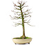 Acer buergerianum, 37 cm, ± 25 years old, with a nebari of 8 cm