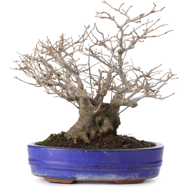 Ilex serrata, 30 cm, ± 30 jaar oud