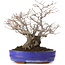 Ilex serrata, 30 cm, ± 30 ans