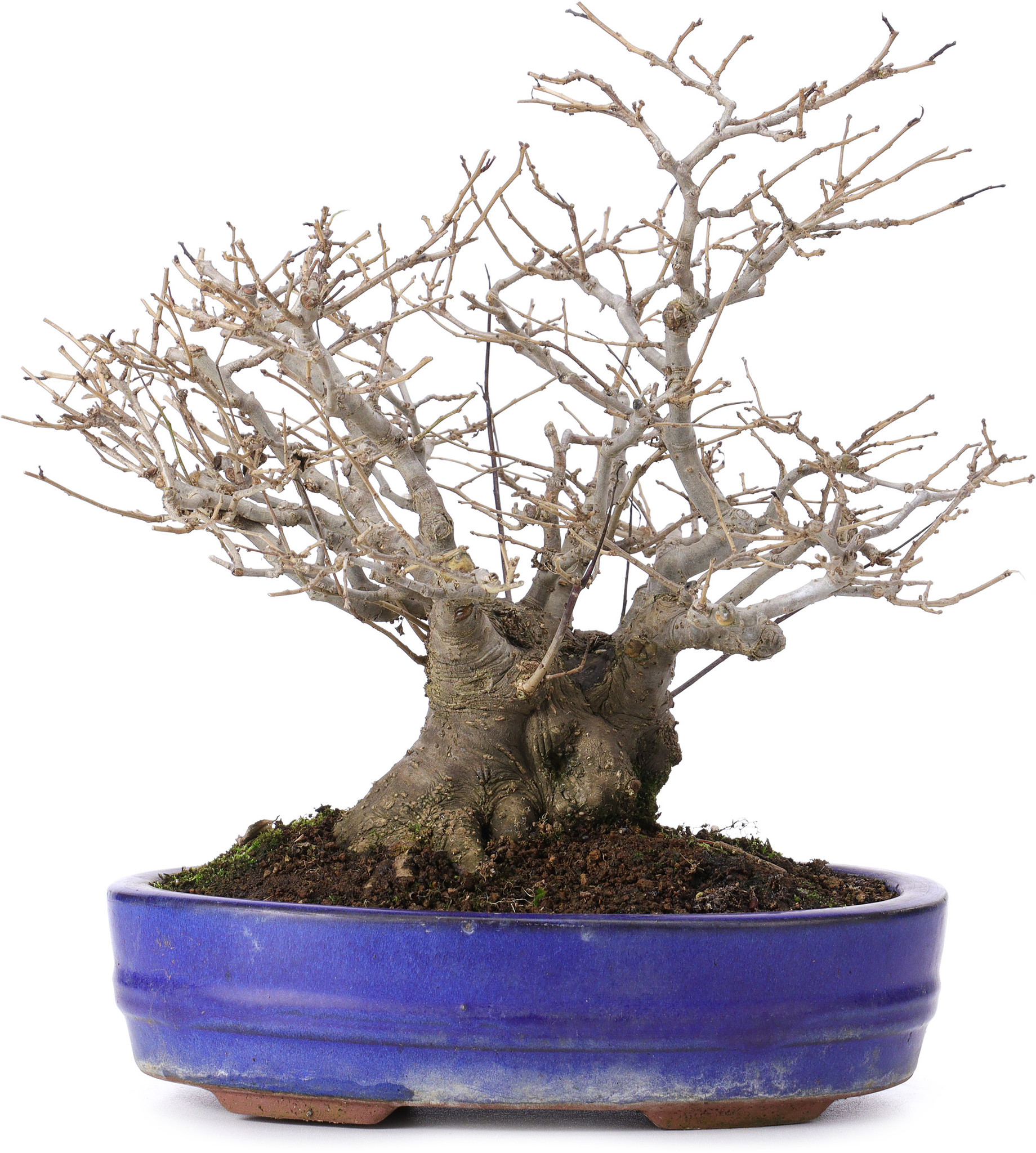 bonsai pot oval Large Oval Bonsai Pot #139 main image 1