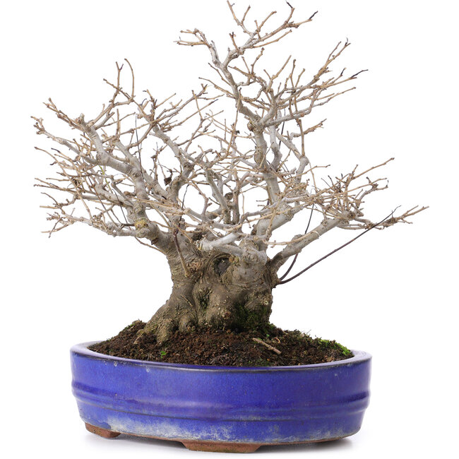 Ilex serrata, 30 cm, ± 30 años