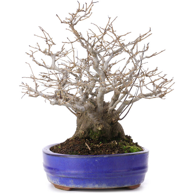 Ilex serrata, 30 cm, ± 30 ans