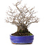 Ilex serrata, 30 cm, ± 30 years old