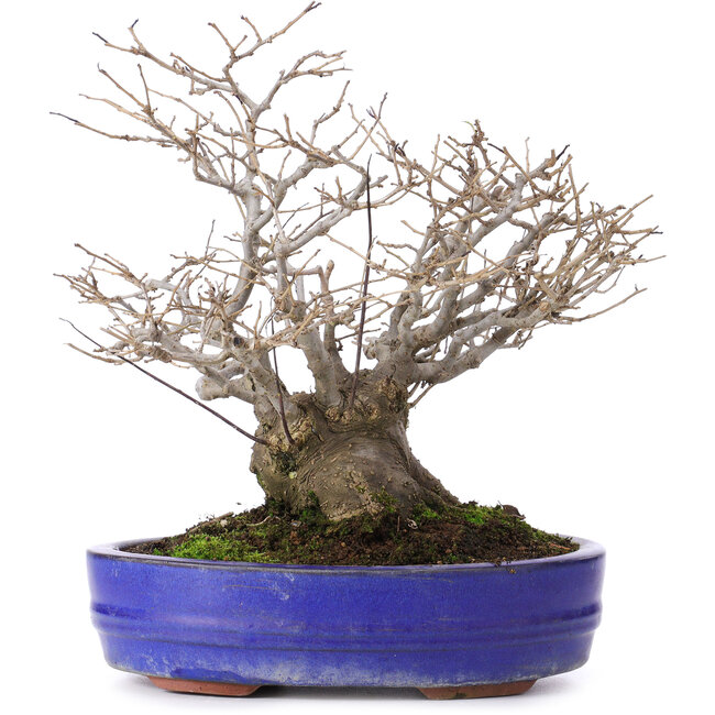 Ilex serrata, 30 cm, ± 30 ans