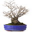 Ilex serrata, 30 cm, ± 30 years old