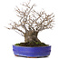 Ilex serrata, 30 cm, ± 30 Jahre alt