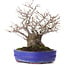 Ilex serrata, 30 cm, ± 30 years old