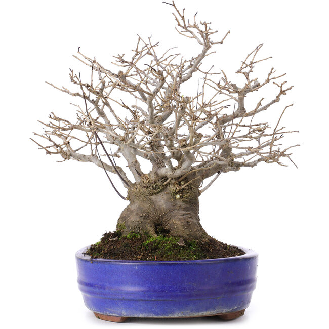 Ilex serrata, 30 cm, ± 30 Jahre alt