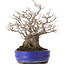 Ilex serrata, 30 cm, ± 30 years old