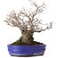 Ilex serrata, 30 cm, ± 30 years old