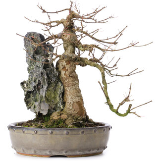 Acer buergerianum, 29 cm, ± 35 años