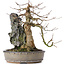 Acer buergerianum, 29 cm, ± 35 ans