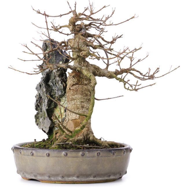 Acer buergerianum, 29 cm, ± 35 Jahre alt