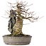 Acer buergerianum, 29 cm, ± 35 ans