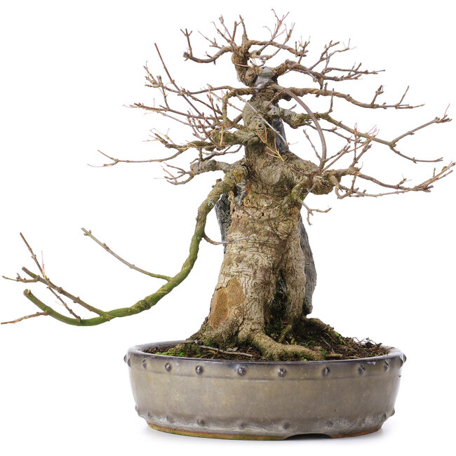 Acer buergerianum, 29 cm, ± 35 years old