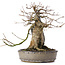 Acer buergerianum, 29 cm, ± 35 ans