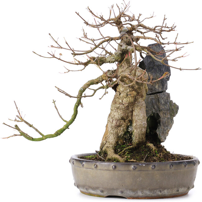 Acer buergerianum, 29 cm, ± 35 jaar oud