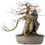 Acer buergerianum, 29 cm, ± 35 jaar oud