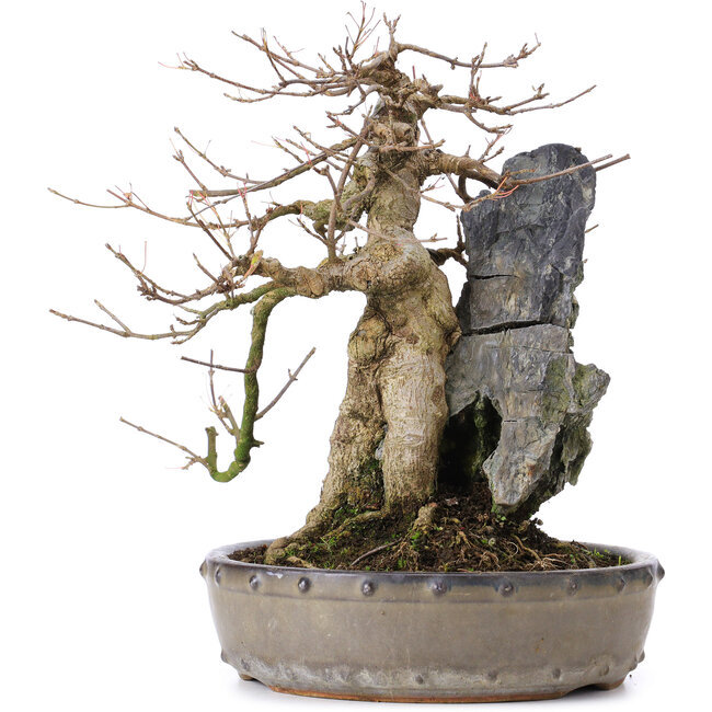 Acer buergerianum, 29 cm, ± 35 Jahre alt