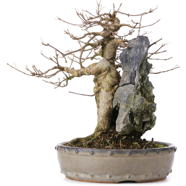 Acer buergerianum, 29 cm, ± 35 anni