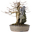 Acer buergerianum, 29 cm, ± 35 ans
