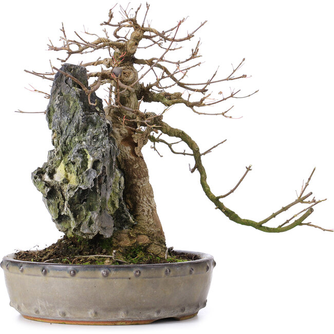 Acer buergerianum, 29 cm, ± 35 ans