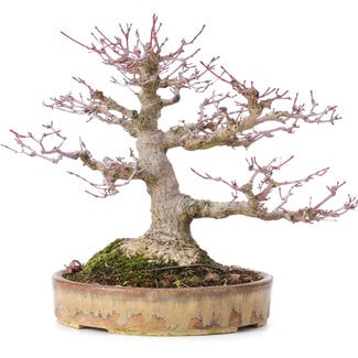 Acer palmatum, 22 cm, ± 35 years old