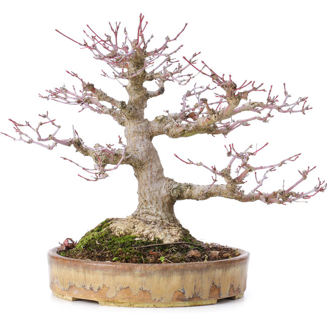 Acer palmatum, 22 cm, ± 35 años, con nebari de 10 cm
