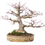 Acer palmatum, 22 cm, ± 35 anni, con un nebari di 10 cm