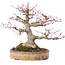 Acer palmatum, 22 cm, ± 35 jaar oud, met een nebari van 10 cm