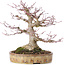 Acer palmatum, 22 cm, ± 35 years old, with a nebari of 10 cm