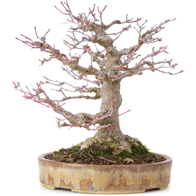 Acer palmatum, 22 cm, ± 35 años, con nebari de 10 cm