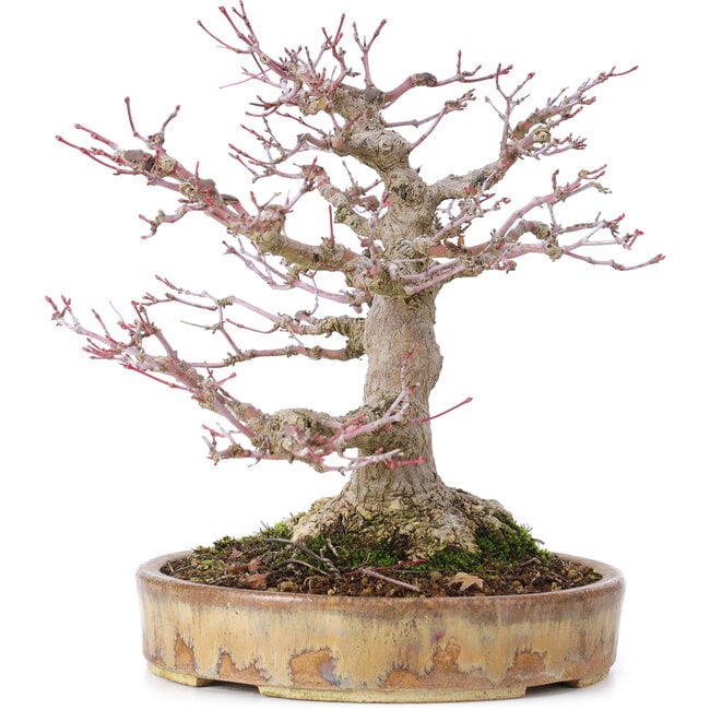 Acer palmatum, 22 cm, ± 35 Jahre alt, mit einem Nebari von 10 cm